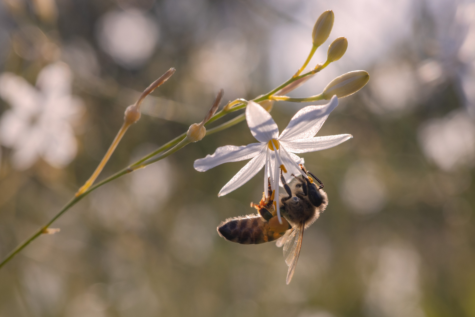 Bienchen und Blümchen I