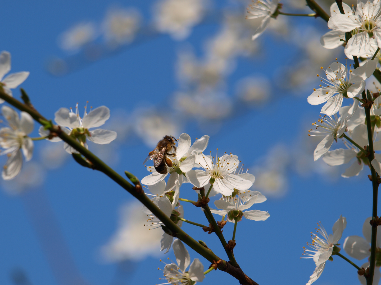 Bienchen und Blümchen im Frühlingsgefühl...