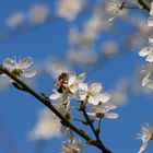 Bienchen und Blümchen im Frühlingsgefühl...