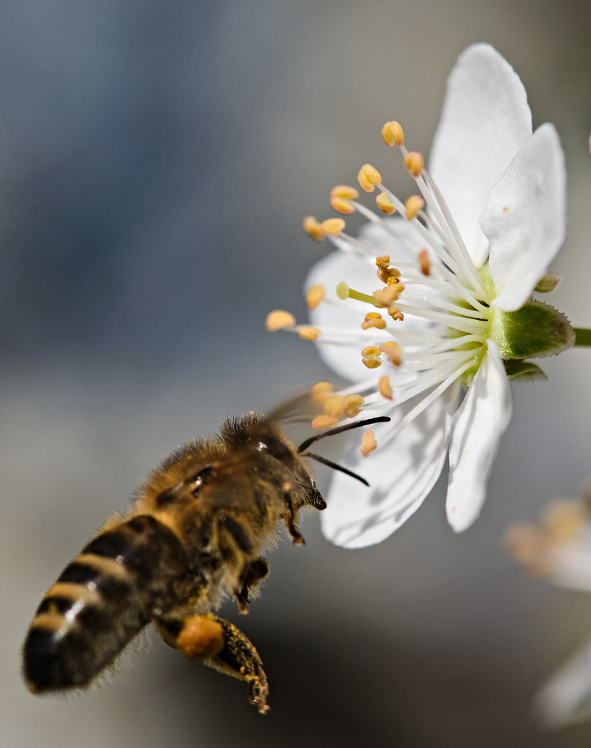 Bienchen und Blümchen Macro 