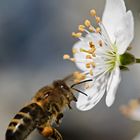 Bienchen und Blümchen Macro 