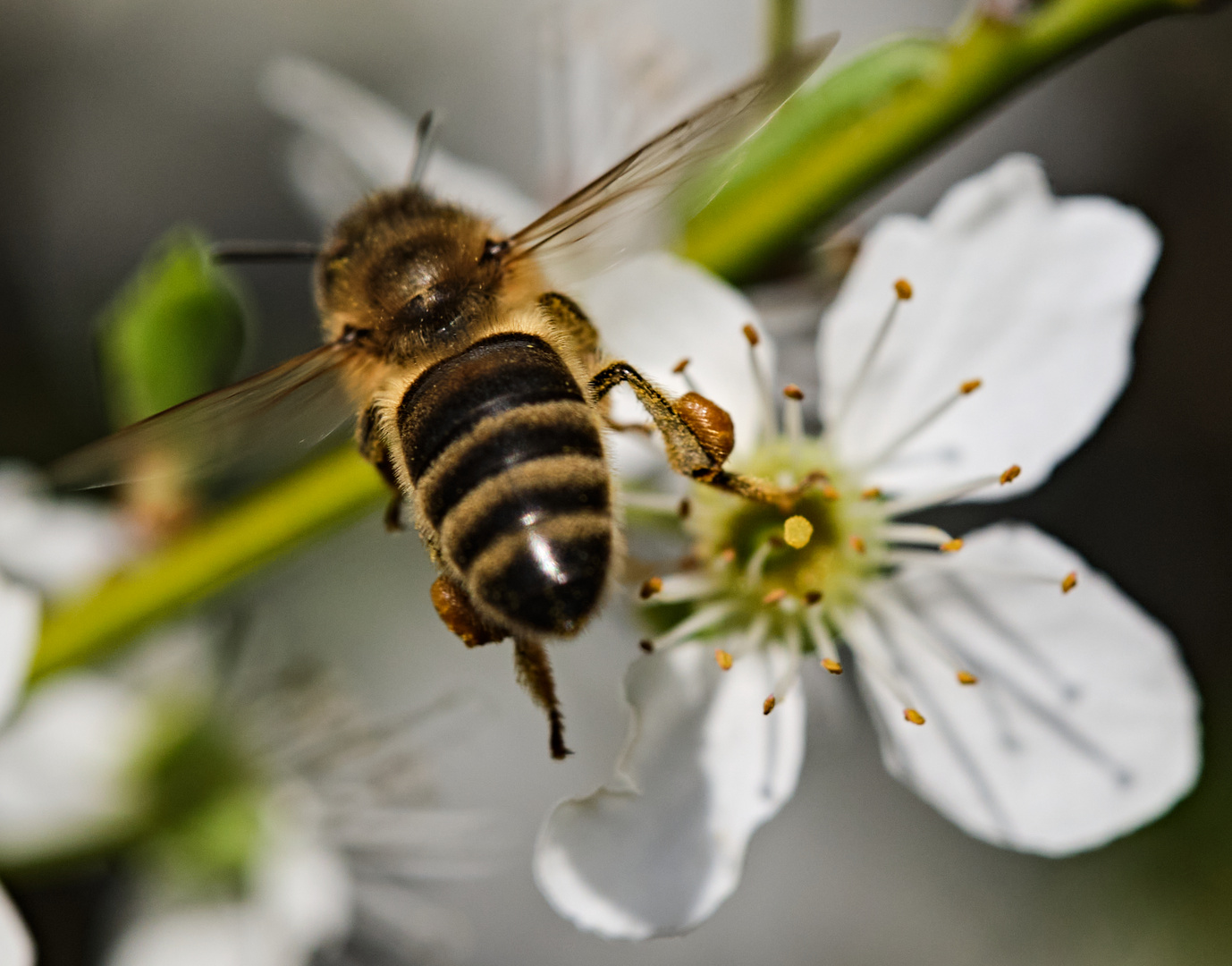 Bienchen und Blümchen Macro 