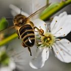 Bienchen und Blümchen Macro 