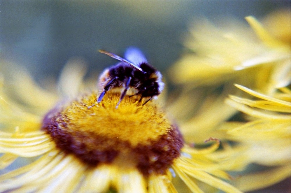 Bienchen und Blümchen Nr. 2