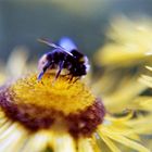 Bienchen und Blümchen Nr. 2