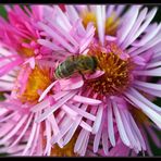 Bienchen und Blümchen reload