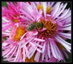 Bienchen und Blümchen reload