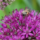 Bienchen und Blümchen und so