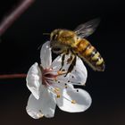 Bienchen und Blümchen - wie war das noch?