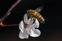 Bienchen und Blümchen - wie war das noch?