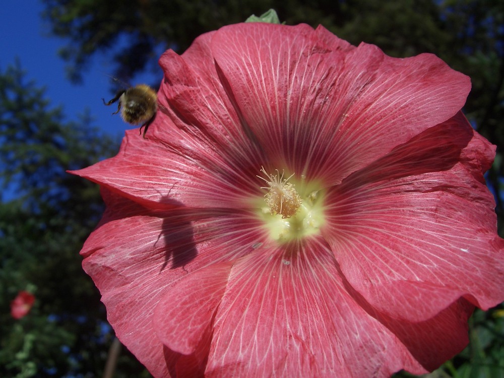 Bienchen und Bümchen