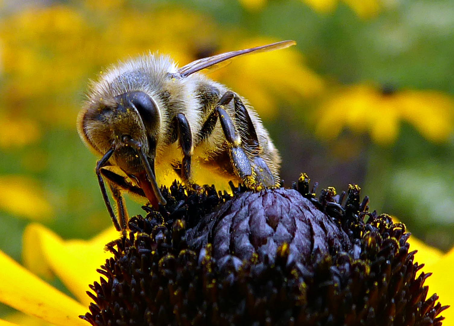 Bienchen und das Blümchen 