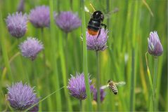 Bienchen und Hummeln ...