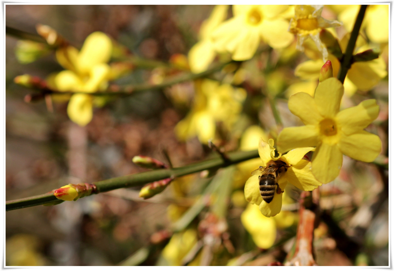 Bienchen und ich .....