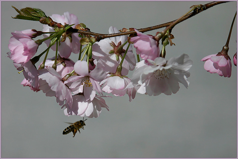 Bienchen und (Kirsch-)Blümchen