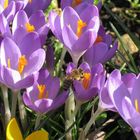 Bienchen und Krokusse im Februar