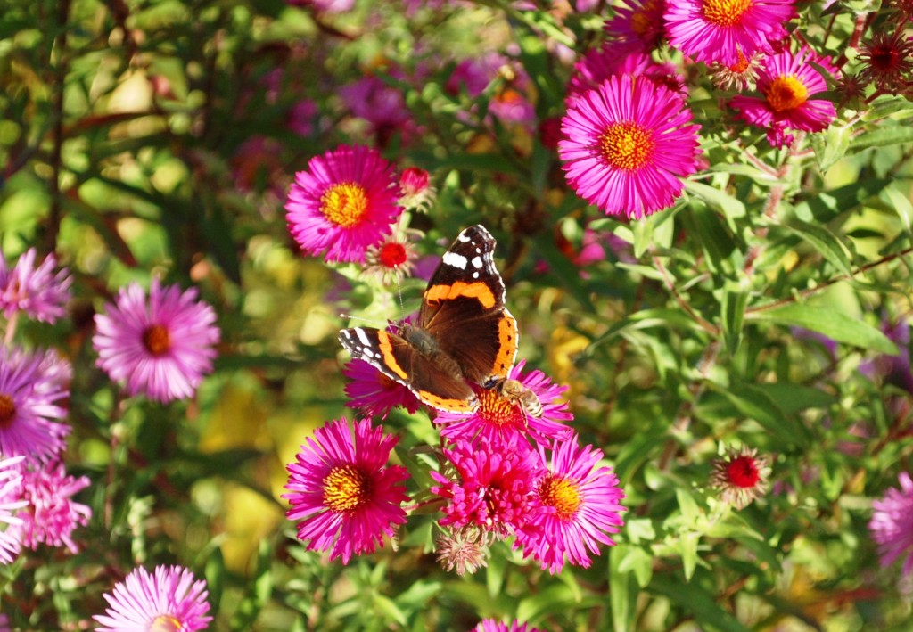 Bienchen und Schmetterling