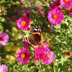 Bienchen und Schmetterling