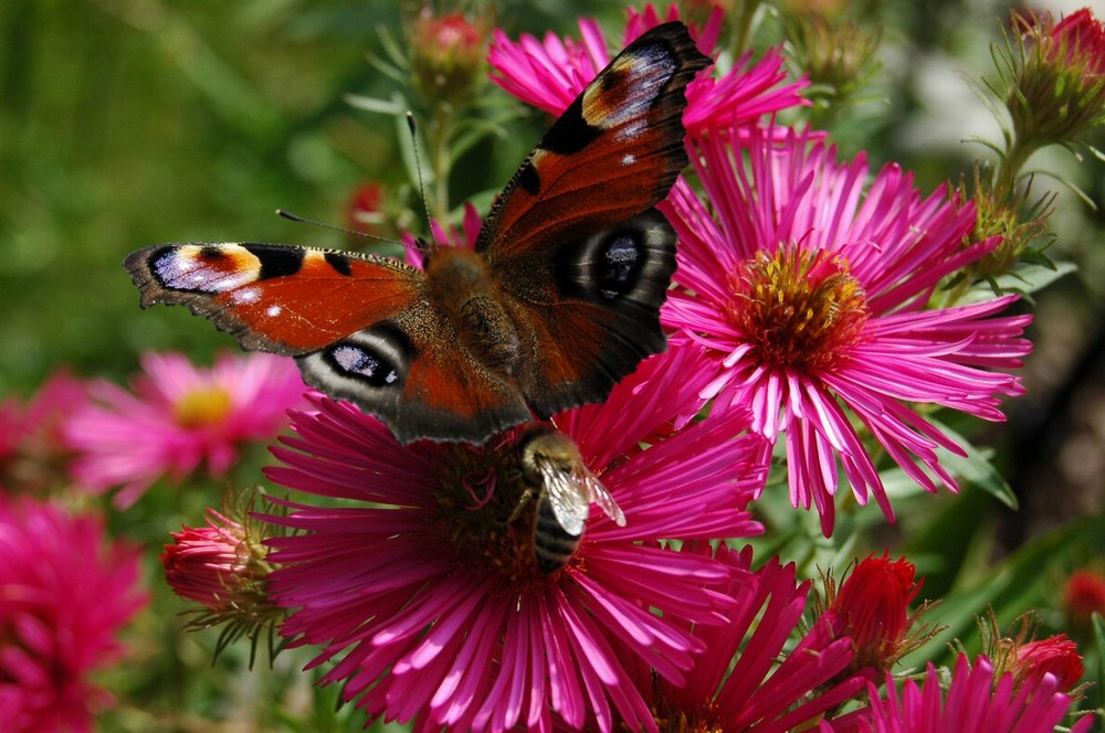 Bienchen und Schmetterling