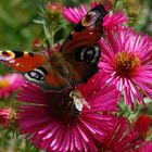 Bienchen und Schmetterling