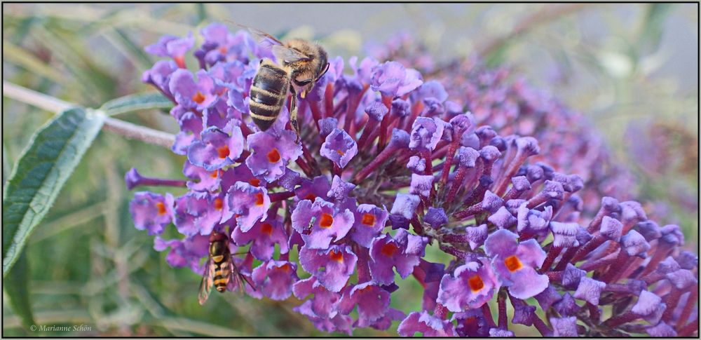 Bienchen und Schwebi  