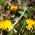 Bienchen voll beschäftigt