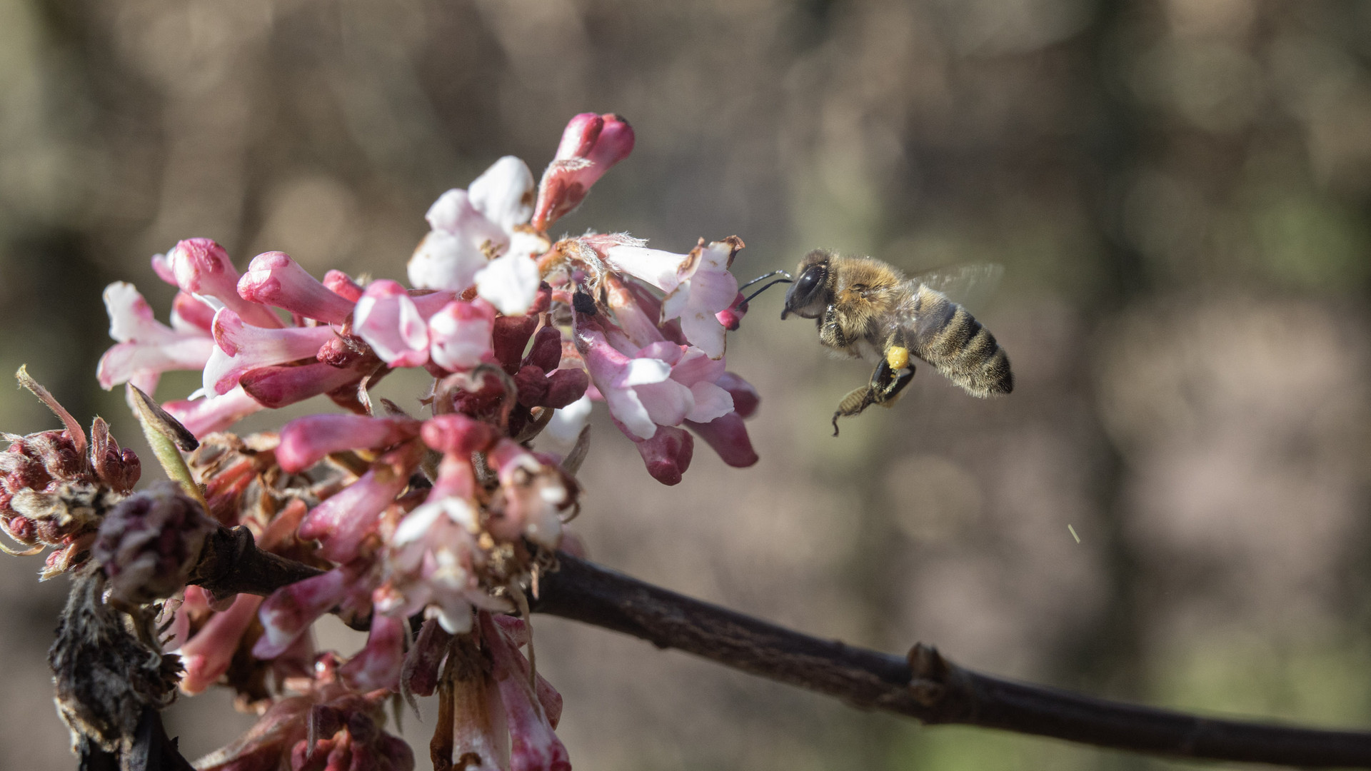 Bienchen vor Schneeball