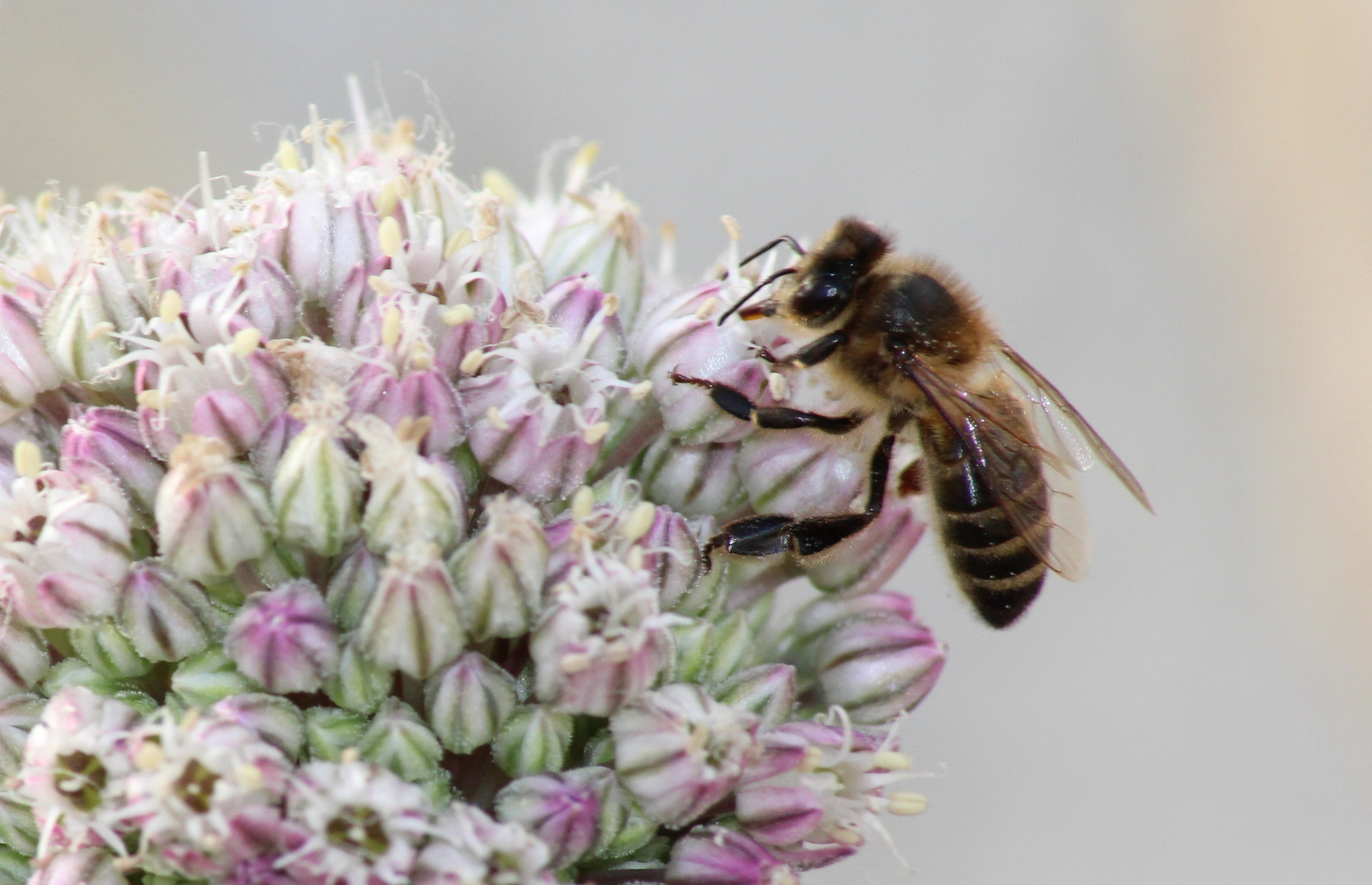 Bienchen wufwuf bei der Arbeit ( sagt meine Tochter )