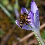 Bienchen zu Besuch ...