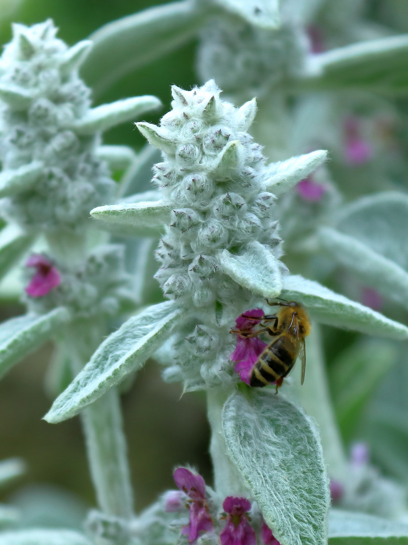 Bienchen zu Blümchen