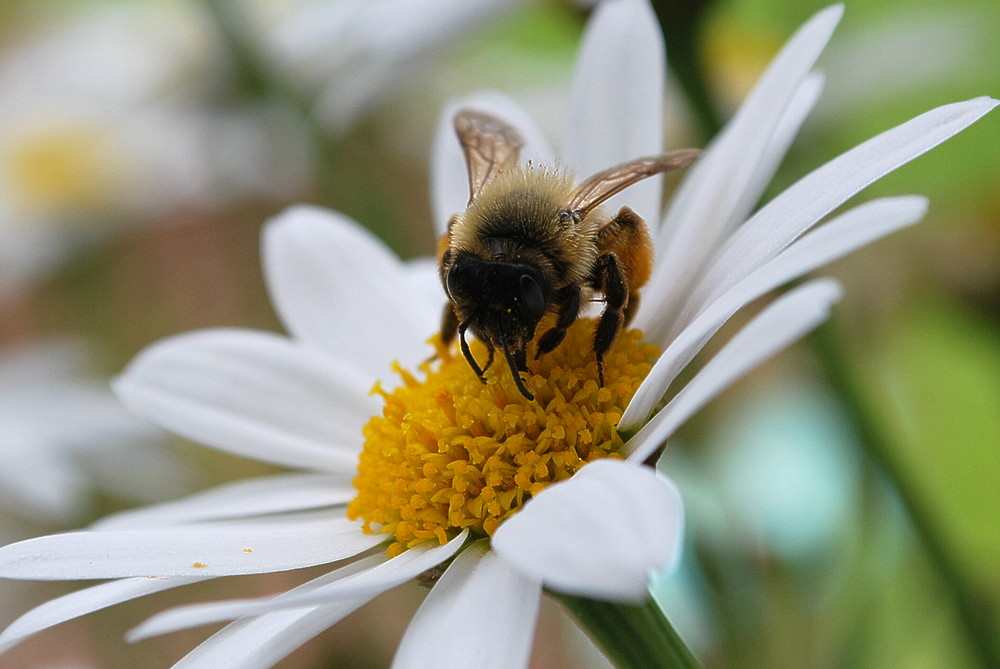 Bienchen2