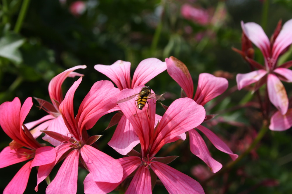 "Bienchen......Bienchen"