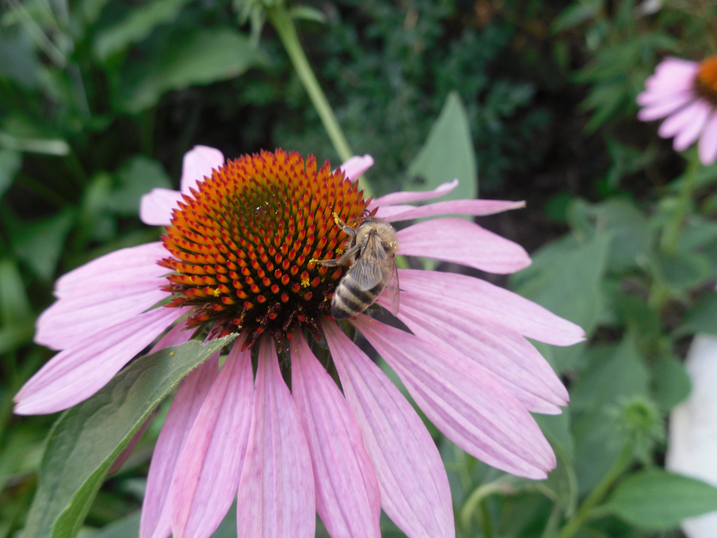 Bienchen+Blümchen