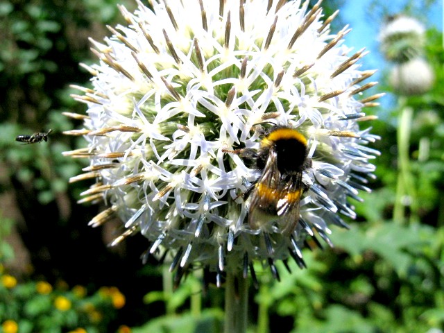 Bienchen+Hummel