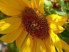 Bienchen's Frühstückstisch