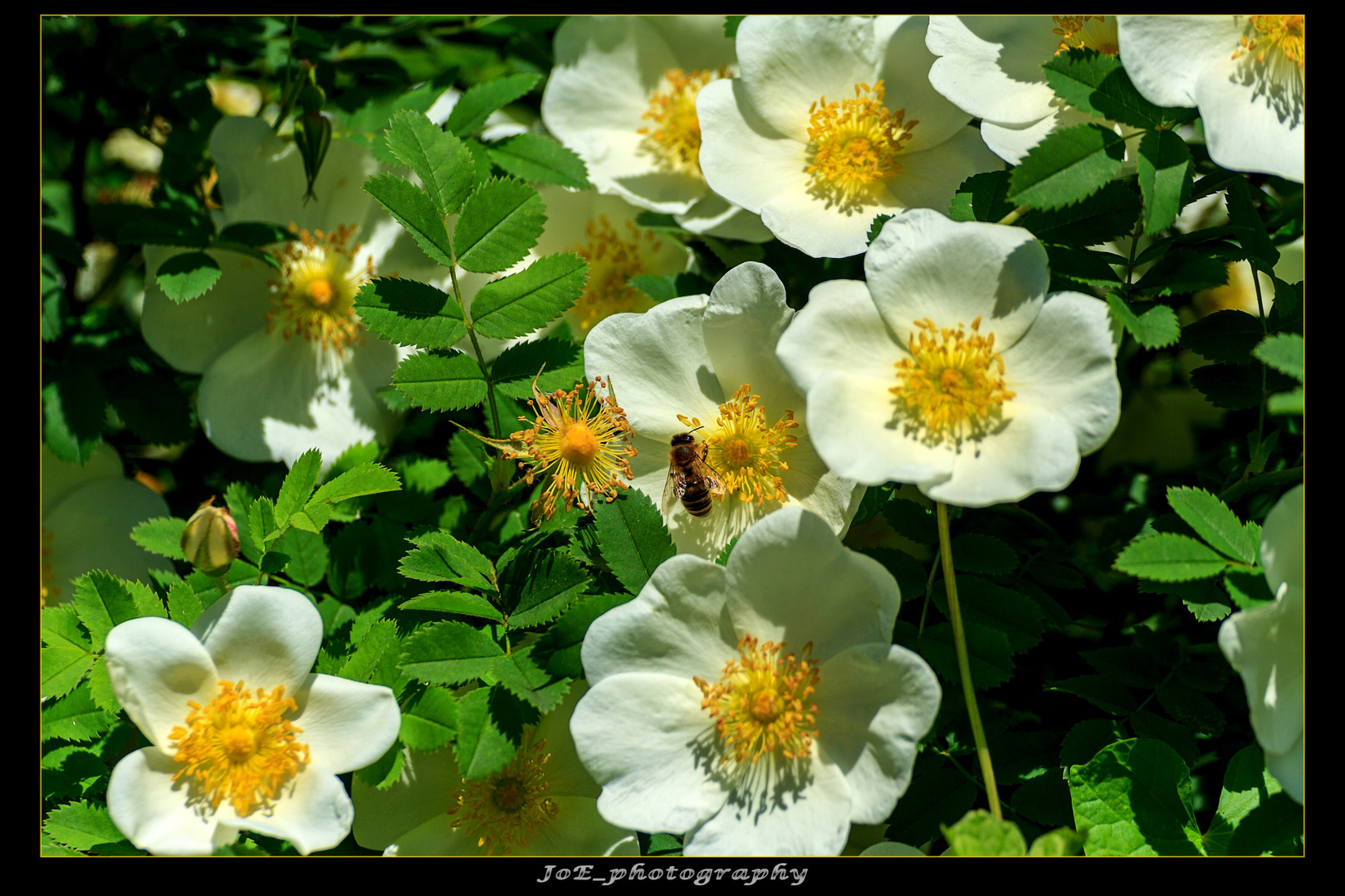 Bienchen_und_Blümchen