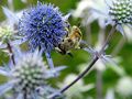 Bienen