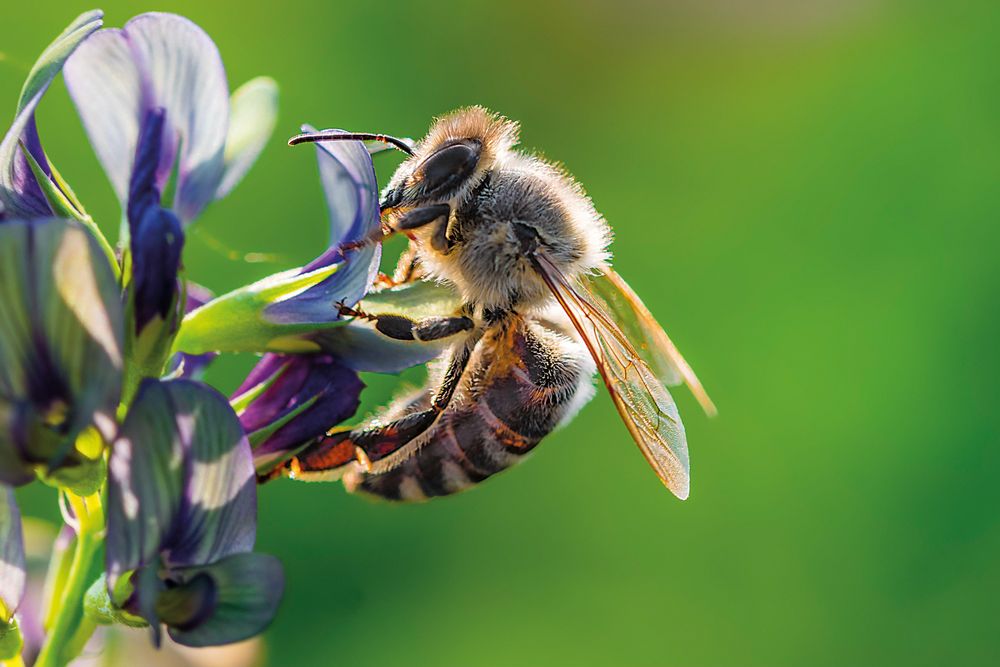 Biene Foto & Bild | tiere, wildlife, insekten Bilder auf fotocommunity