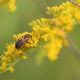 Insekten, Spinnen...