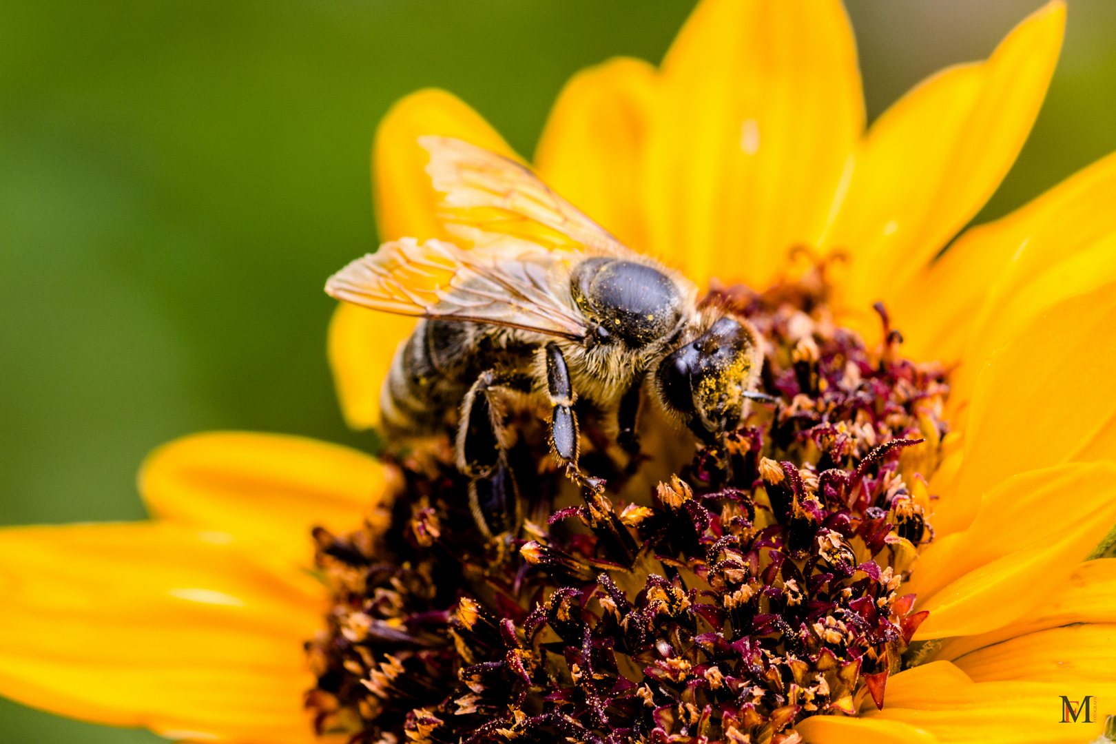Biene Foto & Bild | makro, gelb, natur Bilder auf fotocommunity
