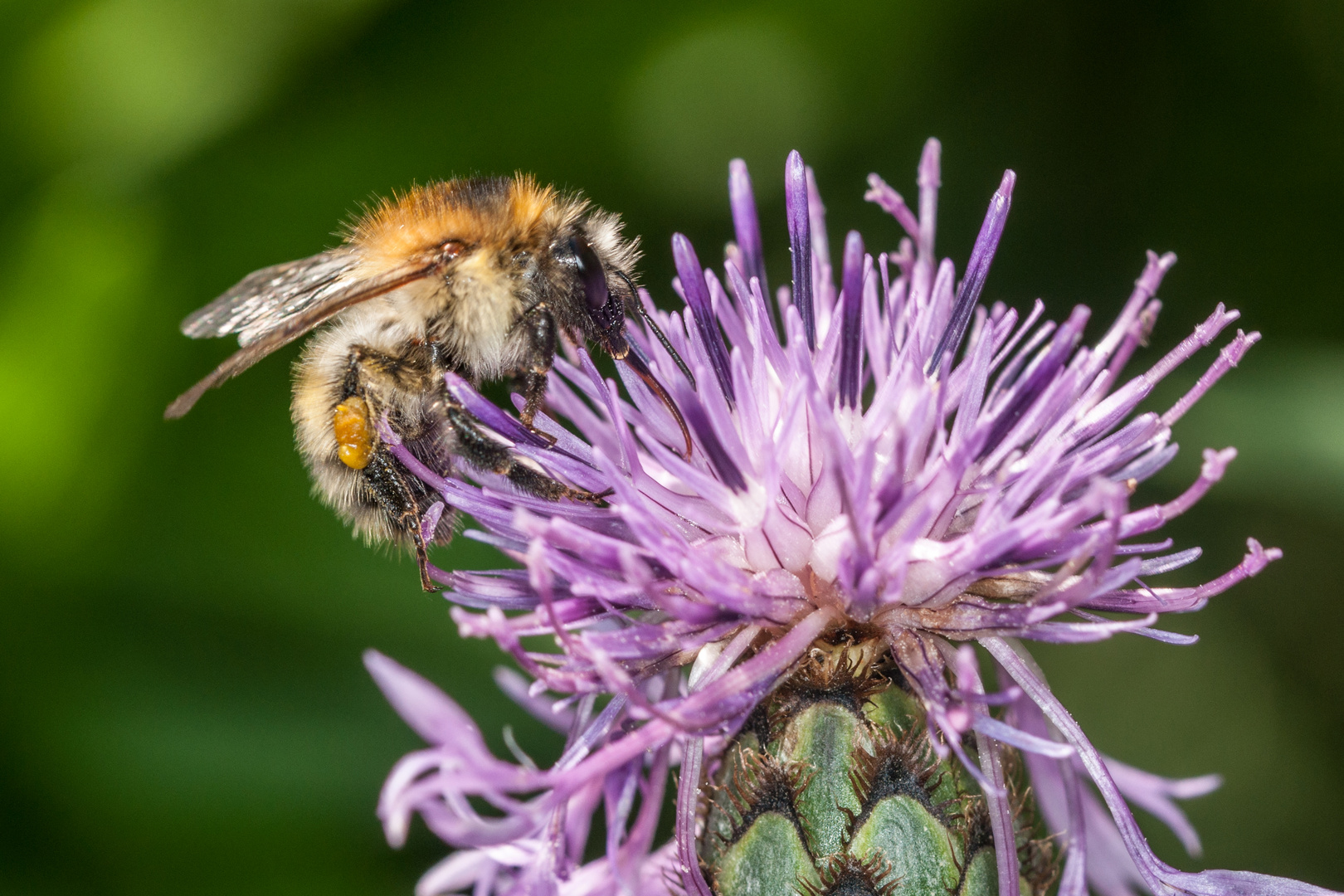 Biene 7062 auf Flockenblume