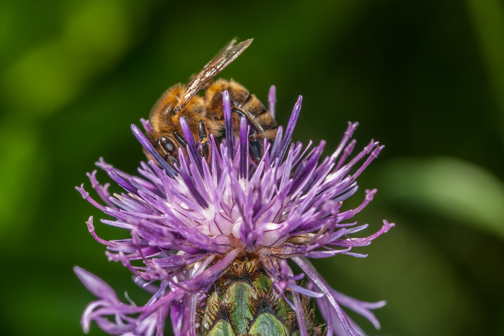 Biene 7063 auf Flockenblume