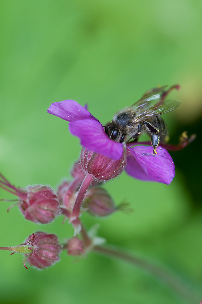 Biene von Günter V.