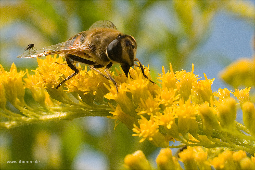 Biene als Flugzeugträger