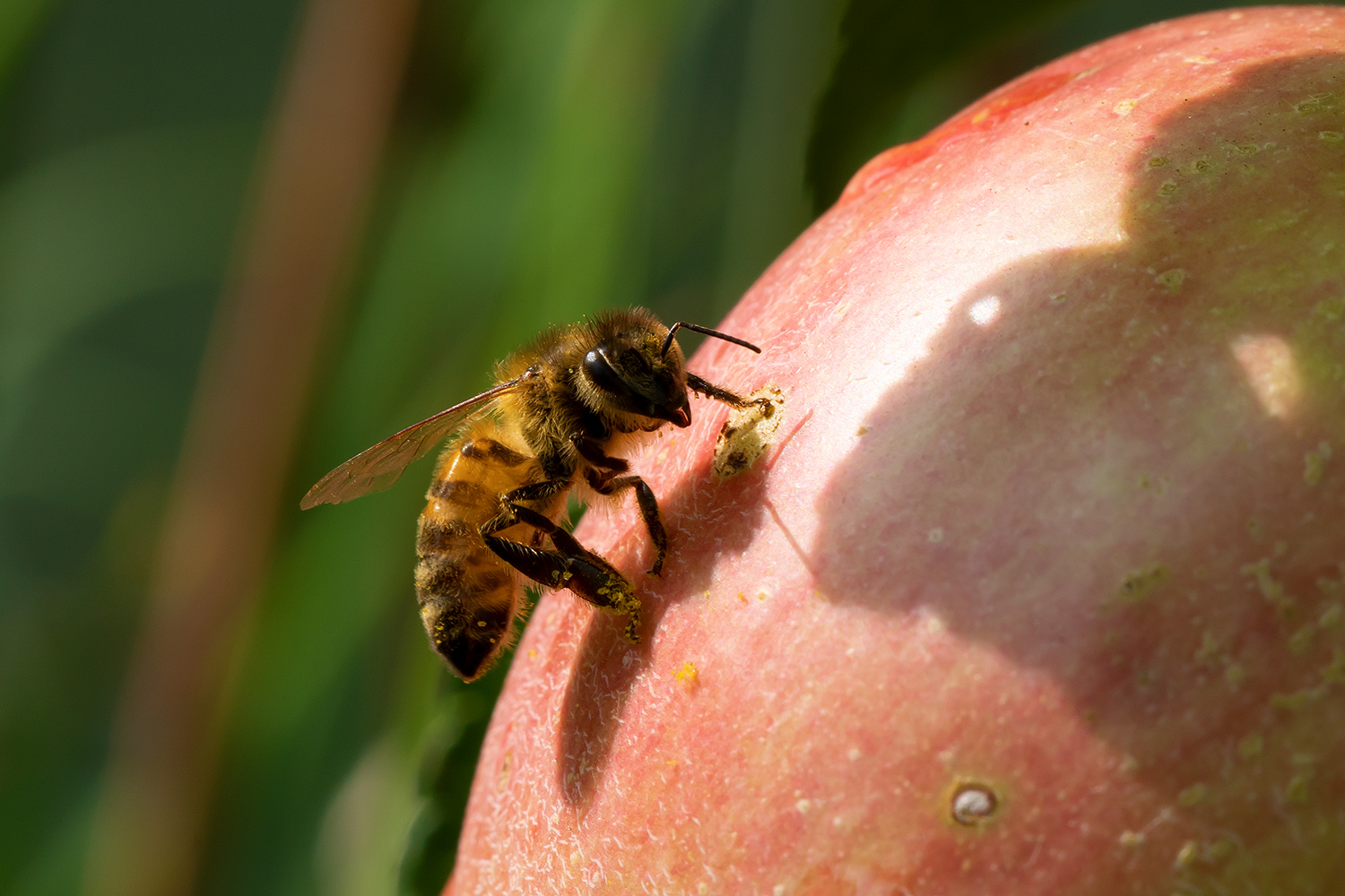 Biene am Apfel