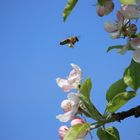 Biene am Apfelbaum
