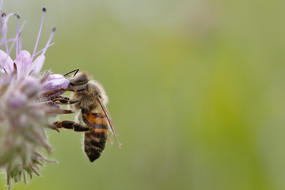 Biene am Bienenfreund