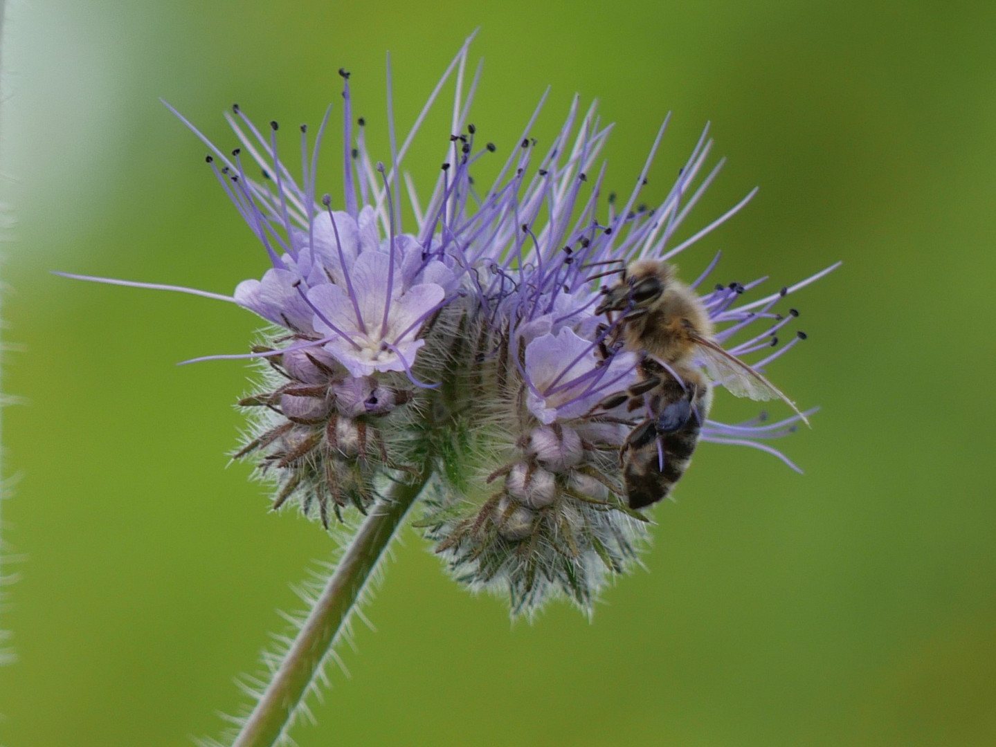 Biene am Bienenfreund, Phacelia (Phacelia tanacetifolia)