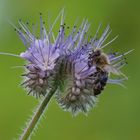 Biene am Bienenfreund, Phacelia (Phacelia tanacetifolia)