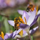 Biene am Blütenstempel